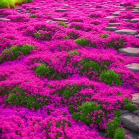 3000 kinds of creeping lavender seeds for planting perennial ground cover plants and heirloom flowers. Seeds are planted without genetic engineer